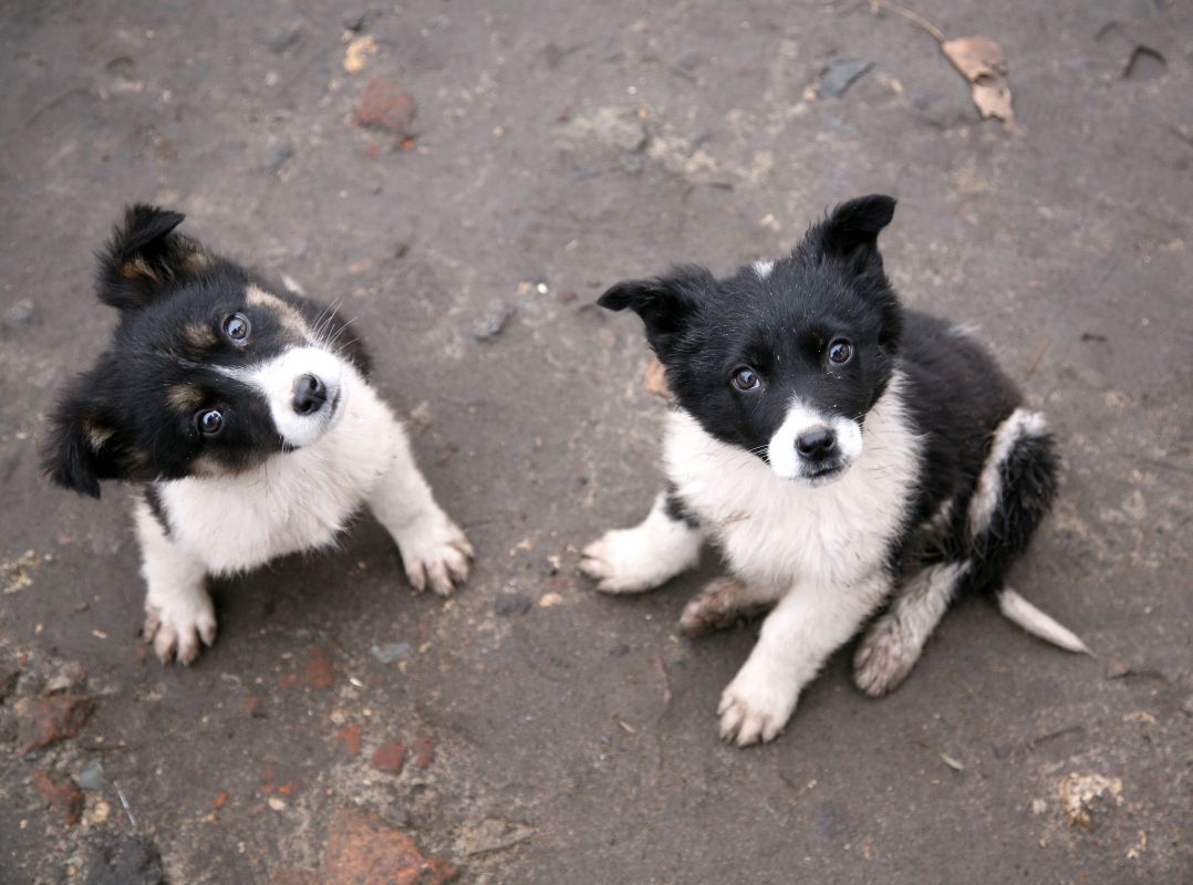 Бесплатно привить питомцев от&nbsp;бешенства смогут воронежцы