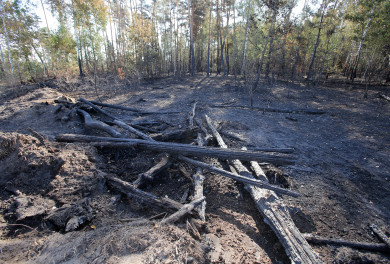 «Лесных пожаров не зафиксировано». Чья земля горела в Ямном?