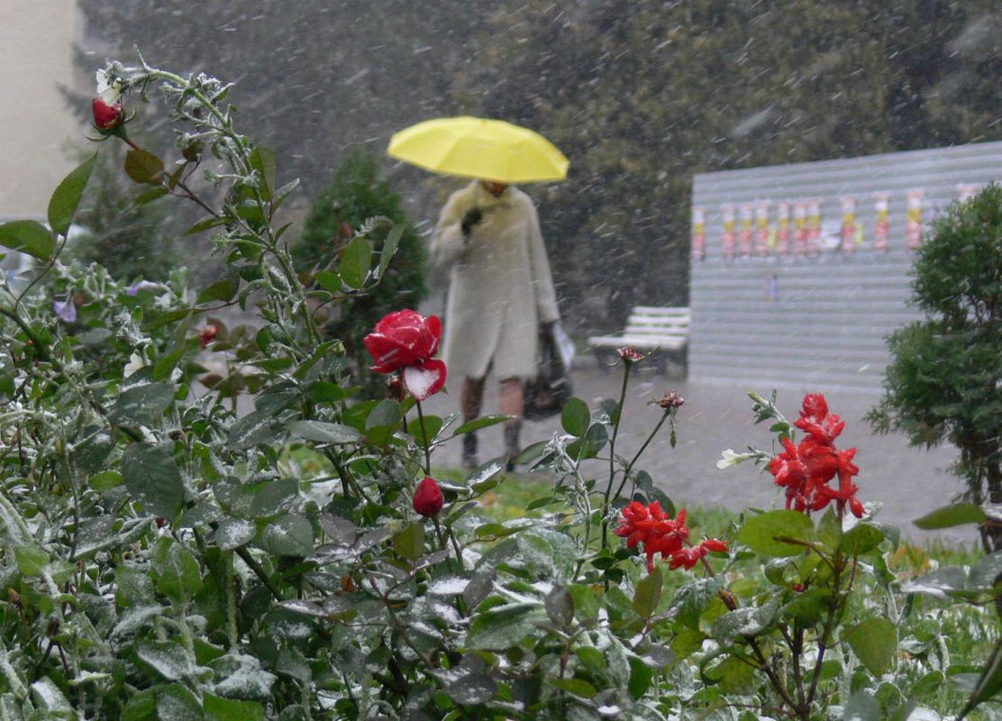 Отравления зефиром, обыски детей в школе и странствующий монах &nbsp;Главные новости Воронежа и области за 18 октября