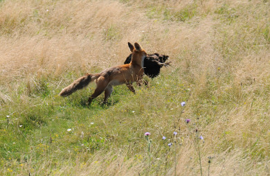 Почему диких лис всё чаще видят на улицах Воронежа?