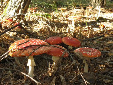 Прогноз погоды в Воронеже на пятницу, 25 октября