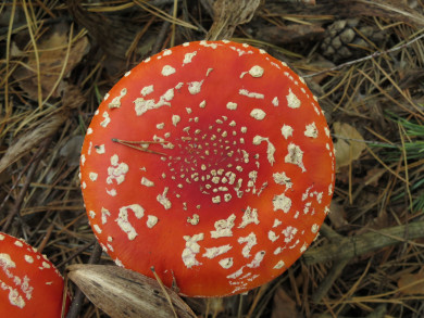 Прогноз погоды в Воронеже на воскресенье, 27 октября