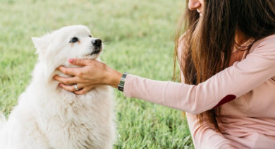 Выяснилось, где могут появиться площадки для выгула собак в Воронеже 