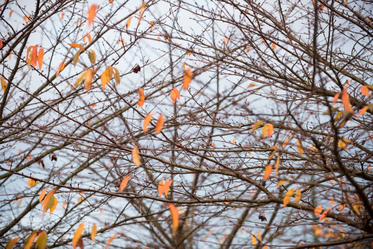 Сильный ветер продолжит бушевать в Воронежской области