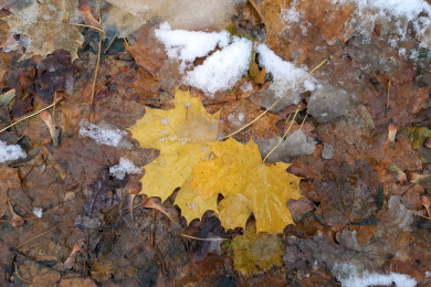 Прогноз погоды в Воронеже на пятницу, 8 ноября