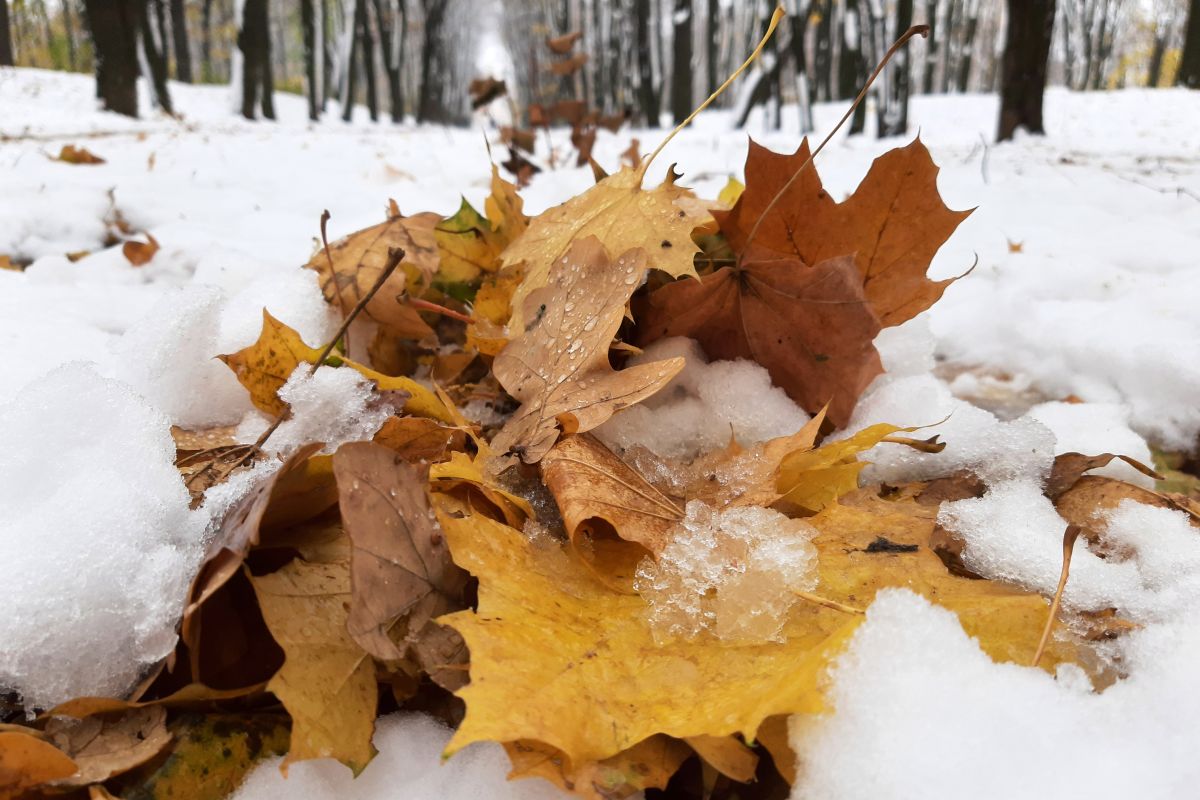Смертельное ДТП с тремя девочками и побоище на Машмете. Главные новости Воронежа и&nbsp;области за&nbsp;10 ноября