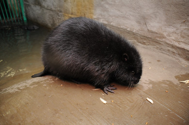 За незаконную охоту на бобров осудили жителя Воронежской области