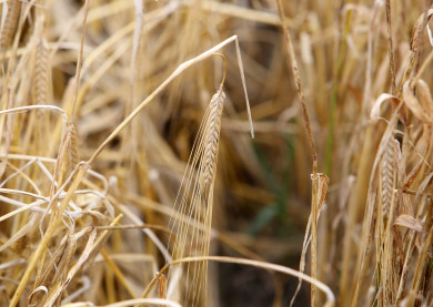 160 тонн опасной пшеницы обнаружили в Воронежской области