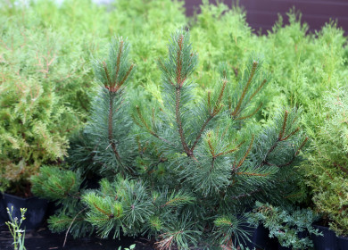 За полтора месяца до Нового года начали защищать сосны от браконьеров в Воронежской области