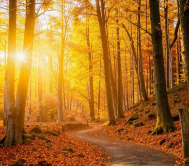 Женщина с провалами в памяти пропала в Воронеже