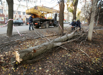 Опасное погодное явление надвигается на Воронежскую область — возможно падение деревьев