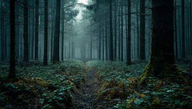 Лежал окоченевший на земле. Волонтёры рассказали о ночных поисках воронежца в лесу