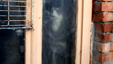 Воронежцы пожаловались на соседку, содержащую десять собак «в жутких условиях»