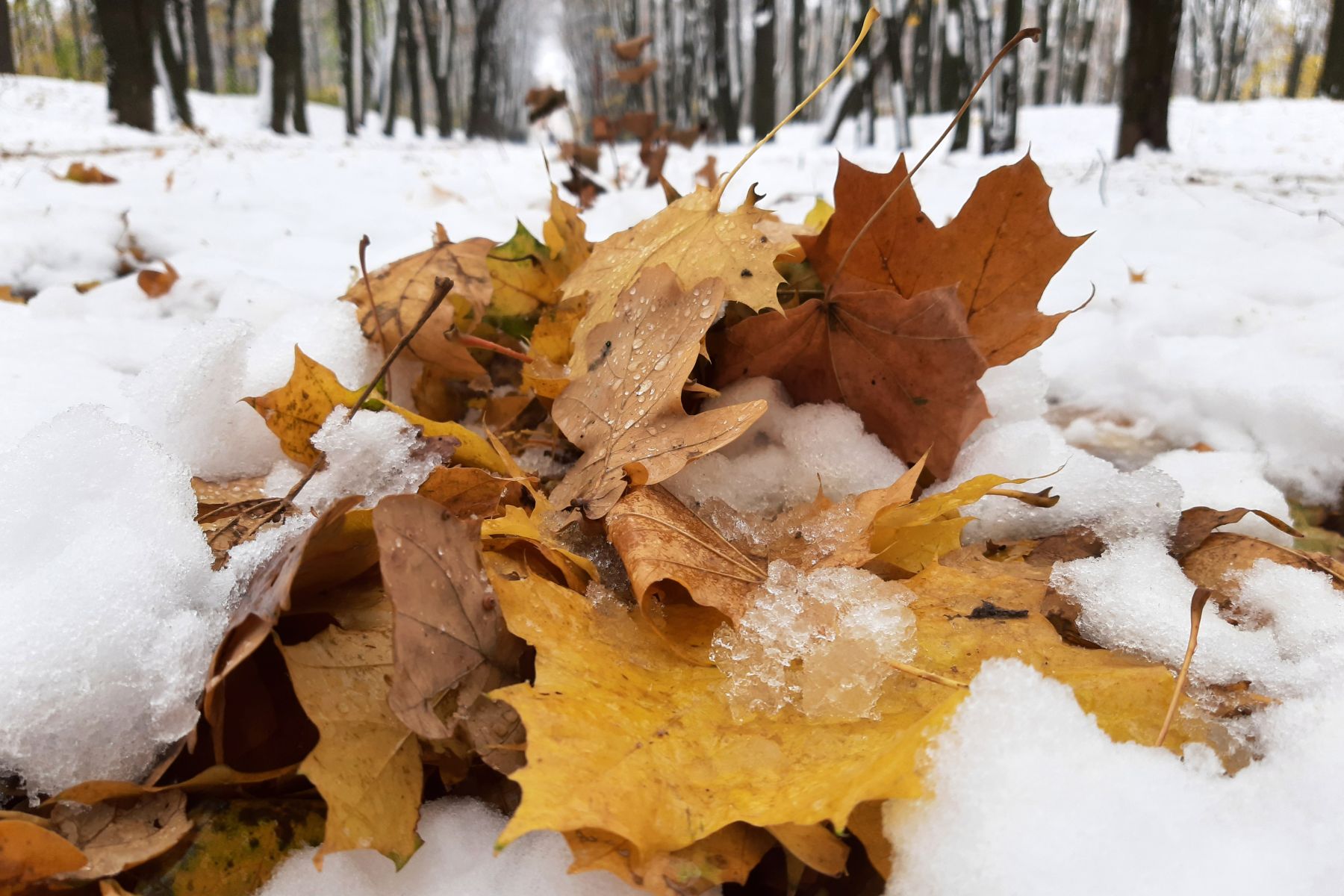 Неожиданное потепление ожидается в&nbsp;Воронеже