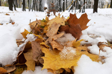 Неожиданное потепление ожидается в Воронеже