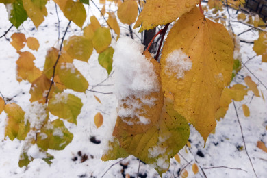 Прогноз погоды в Воронеже на четверг, 5 декабря