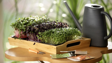 Пять видов зелени, которую легко вырастить на подоконнике к новогоднему столу