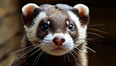 Бешеных хорька и лося обнаружили в Воронежской области