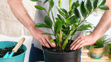 Долларовое дерево: развенчиваем миф о неприхотливости