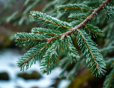 Прогноз погоды в Воронеже на воскресенье, 22 декабря