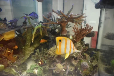 Воронежец вырастил дома 300 видов кораллов