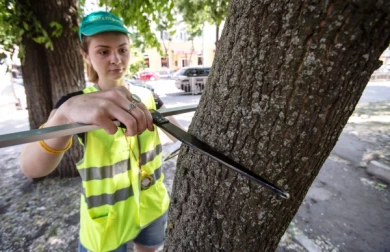 Каким деревьям в Воронеже сделают УЗИ и зачем