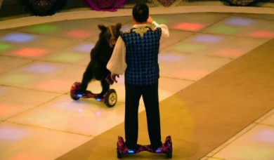 В Воронежском цирке медведи перешли с самокатов и велосипедов на гироскутеры