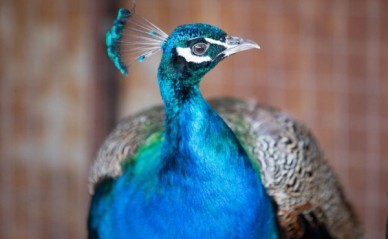 Зоопарк приготовит для птиц-новосёлов VIP-вольеры с бассейном и картинами