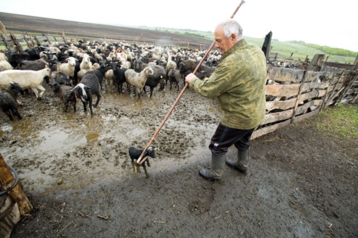 Воронежский пастух с 50-летним стажем: «В 70-х за сезон мог заработать на машину»