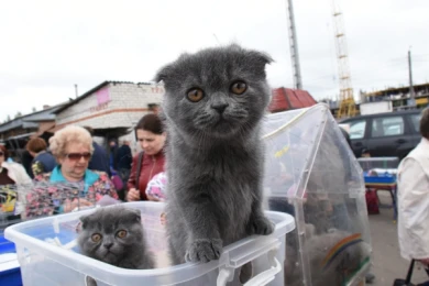 Птичий рынок Воронежа переедет на Юго-Западный
