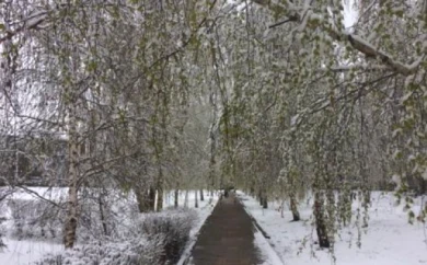 Отразится ли воронежская апрельская метель и ночные заморозки на состоянии деревьев?