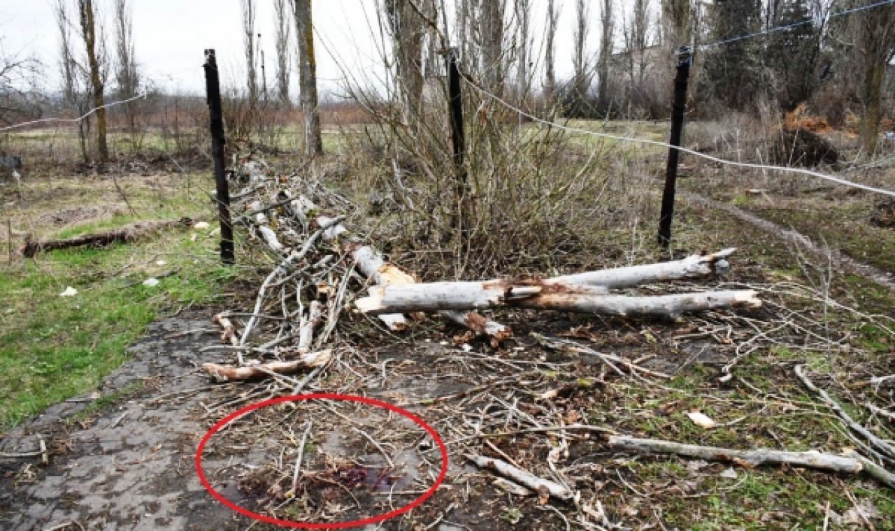 Кровь, оставшаяся на месте падения дерева на девочку