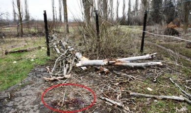 Найти виновных в гибели 13-летней девочки от упавшего дерева под Воронежем будет сложно