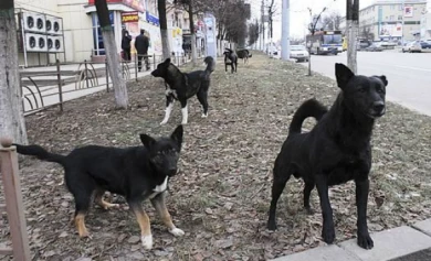 В микрорайонах Воронежа, где объявлен карантин по бешенству, отстреляют всех бродячих собак