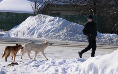 Под Воронежем бродячие собаки нападают на детей на дороге в школу