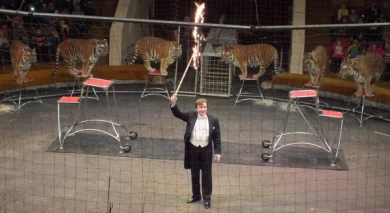 Дрессировщик рассказал, как его тигры на гастролях переносят экстремальные воронежские холода