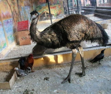 Казнить нельзя помиловать: более 140 птиц в воронежском зоопарке уничтожили, чтобы перестраховаться?