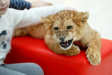 Зоозащитники спасают львёнка, с которым воронежцы фотографировались в торговом комплексе