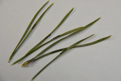 В Воронеже торгуют ёлками с личинками насекомых