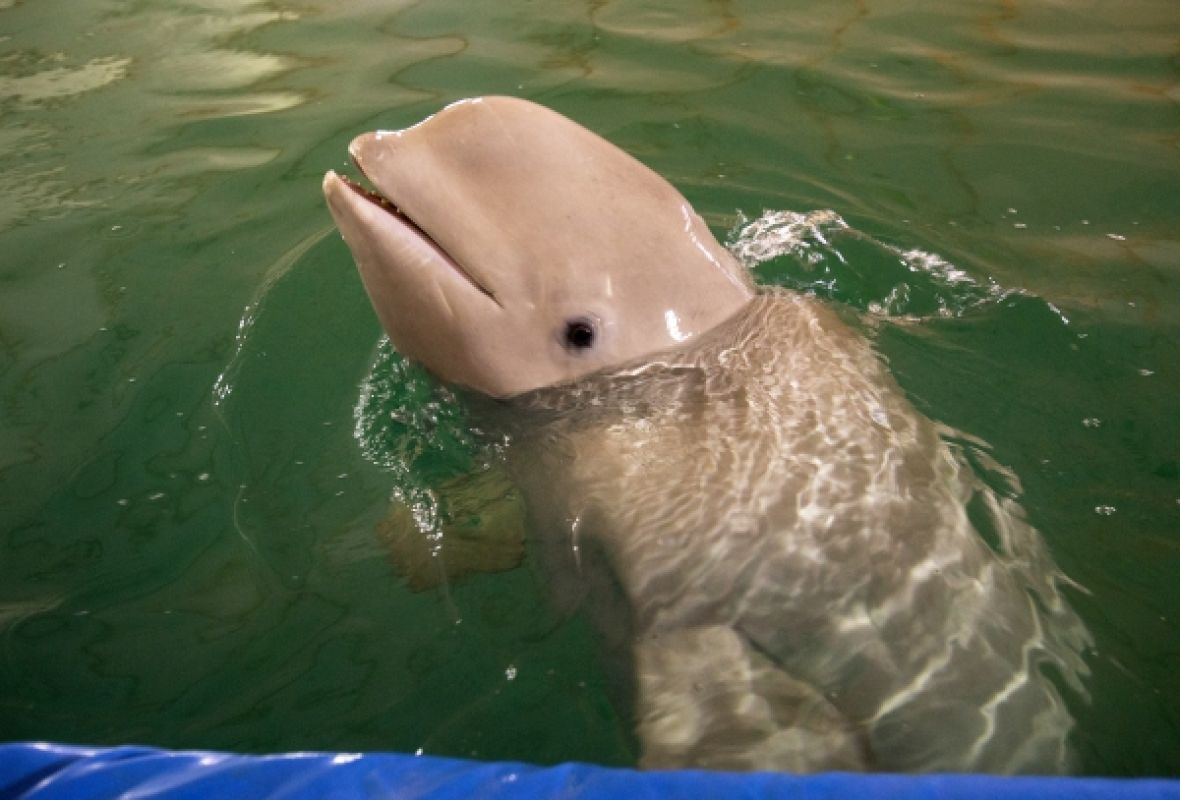 Условия содержания белух в передвижном дельфинарии признали хорошими
