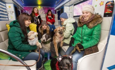 В Воронеже для бездомных кошек и собак устроили новогодний корпоратив