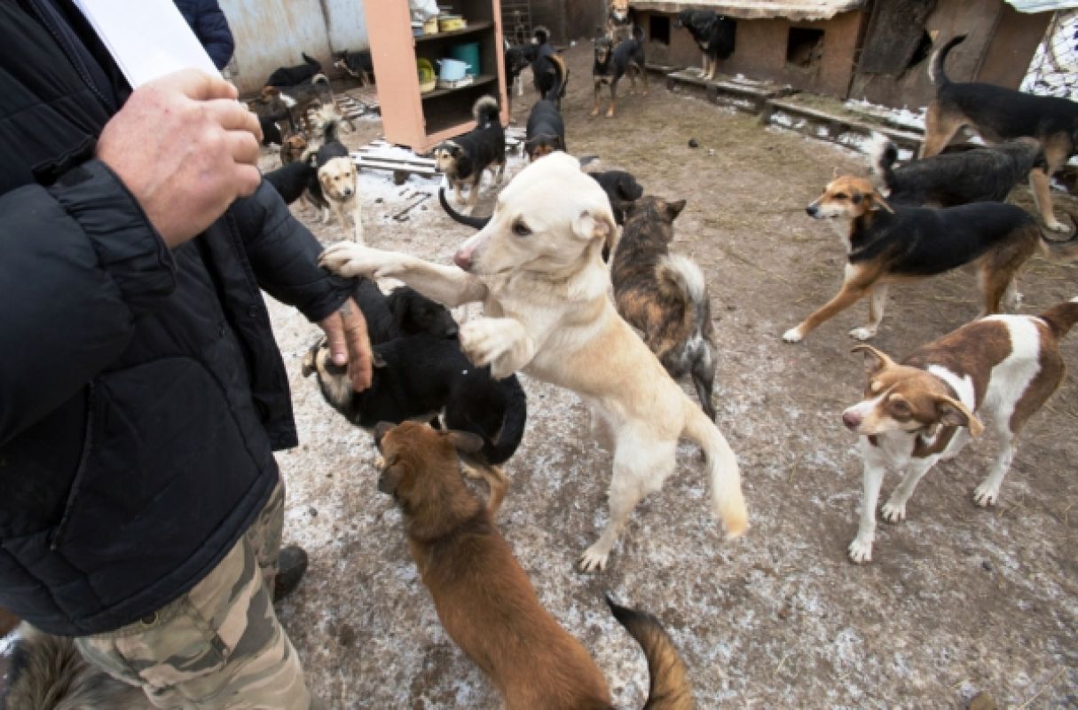 Собаки в приюте "Дора"