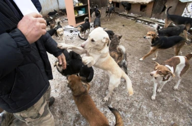 Почему живодёров в Воронеже не наказывают?