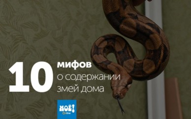 10 мифов о содержании змей дома