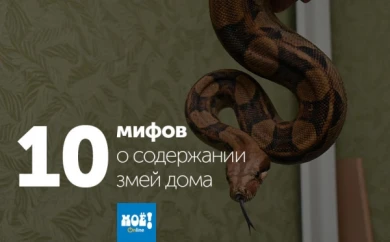 10 мифов о содержании змей дома