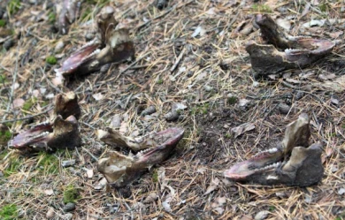 Читатели «МОЁ!» нашли в лесу под Воронежем десятки черепов животных