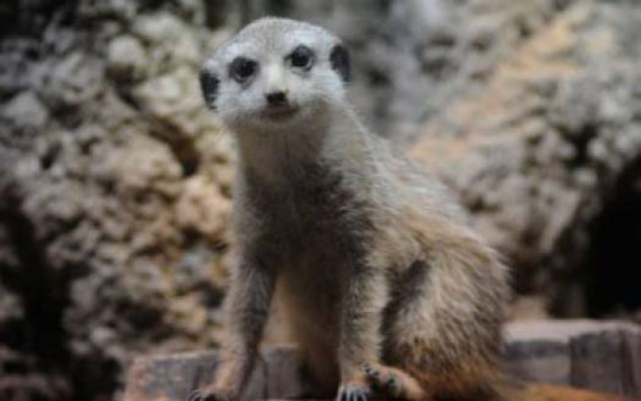В Воронежском зоопарке поселились сурикаты