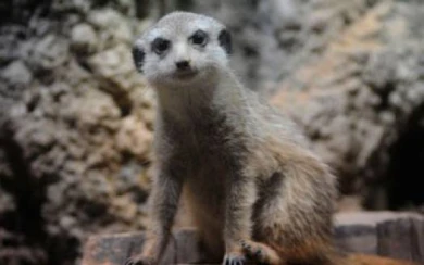 В Воронежском зоопарке поселились сурикаты