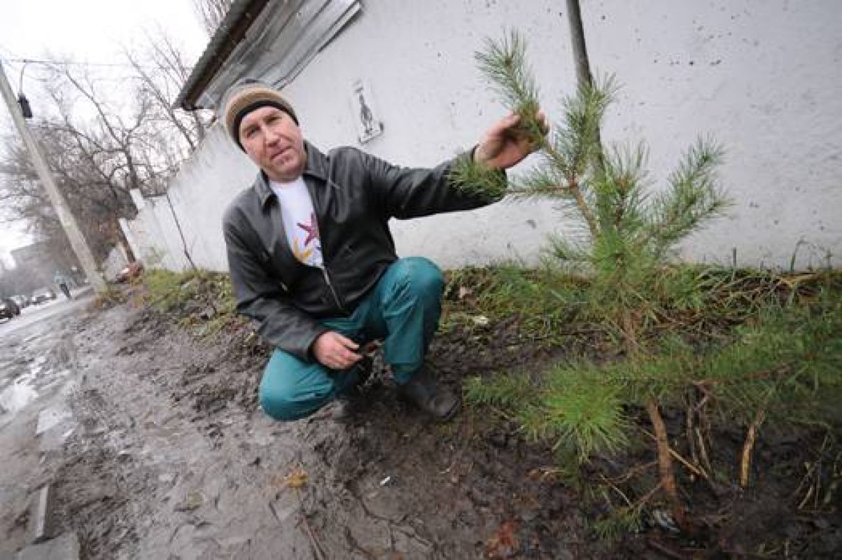 Воронежский экскаваторщик подарил саженцы сосен детской больнице