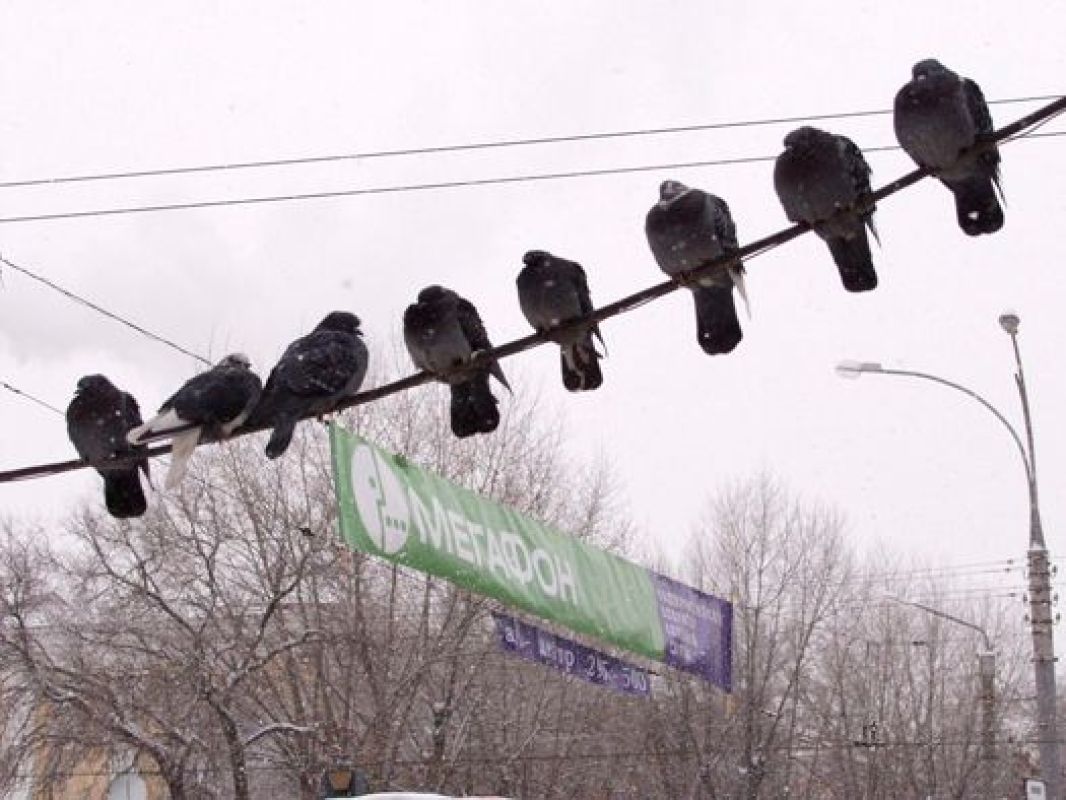 Синоптики: воронежцы встретят 2012  год в тумане